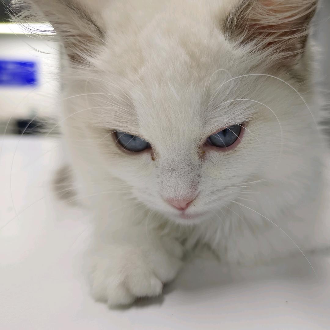 一只乌猪