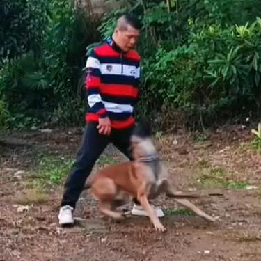 🚬野狼Dog training🐺