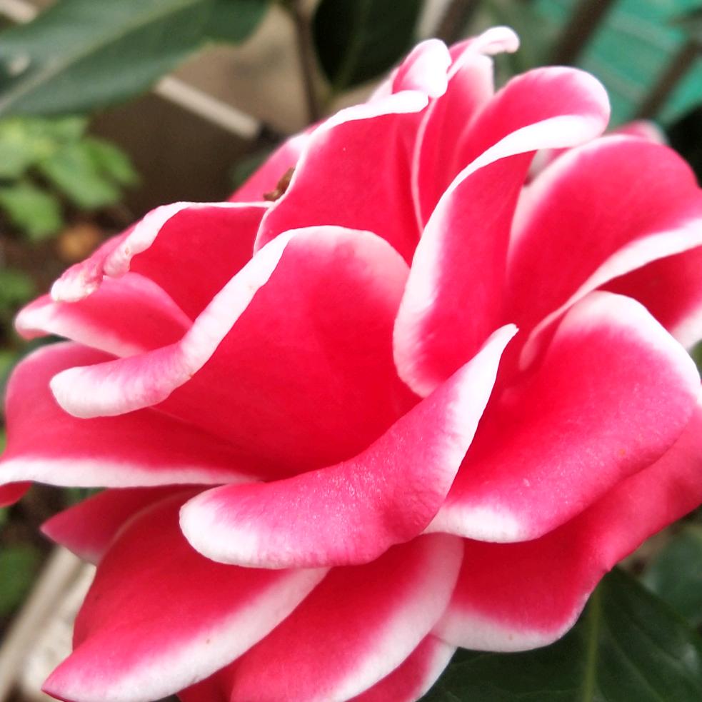 奇梦茶花