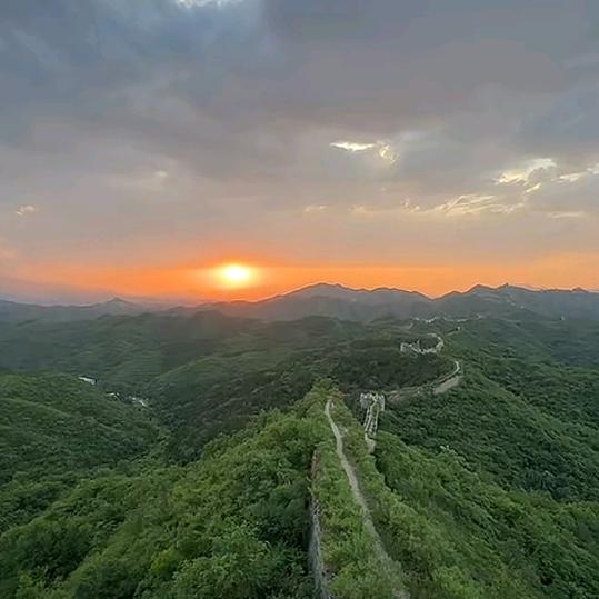 太阳花