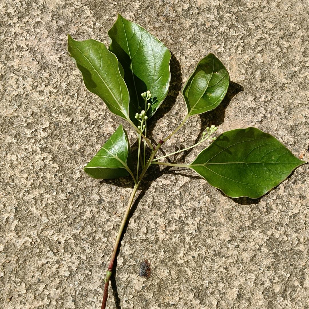 瑞,豪,宝贝