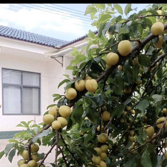 寻味张