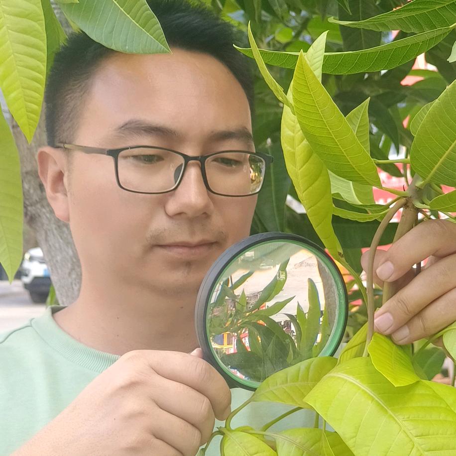 芒果实用种植技术
