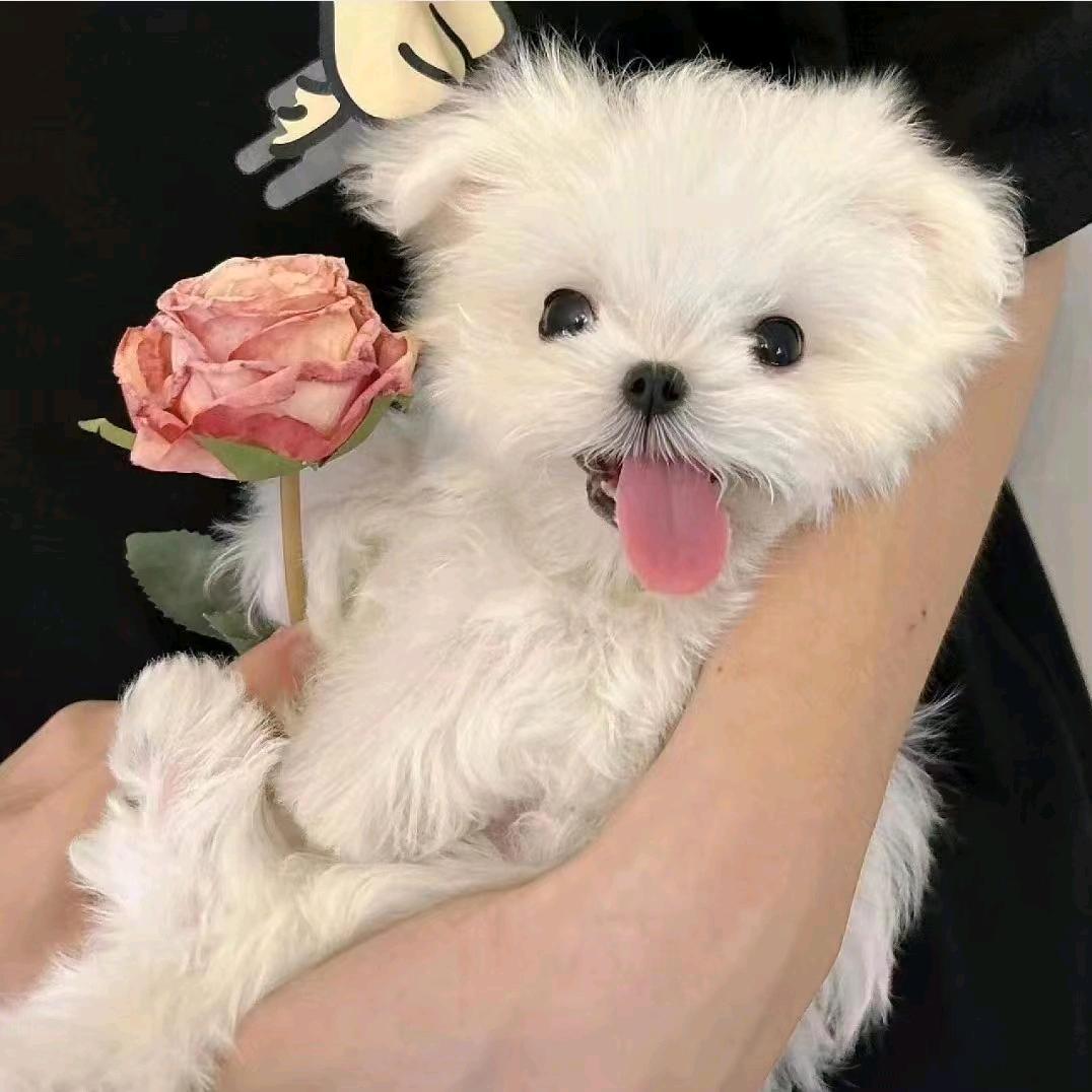 特汇选-可爱超膘.