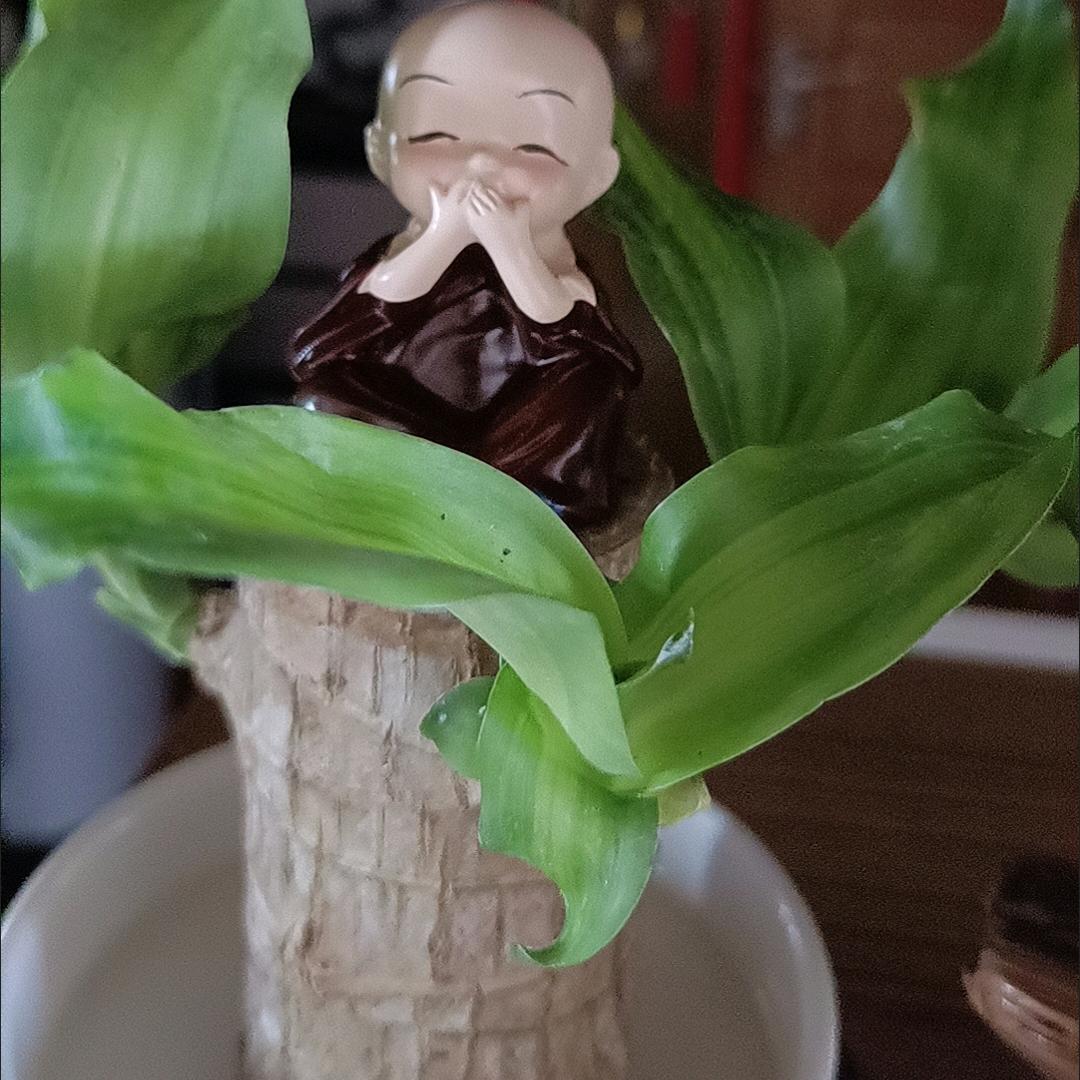 闲庭拾清欢