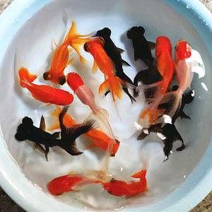 一条小小鱼
