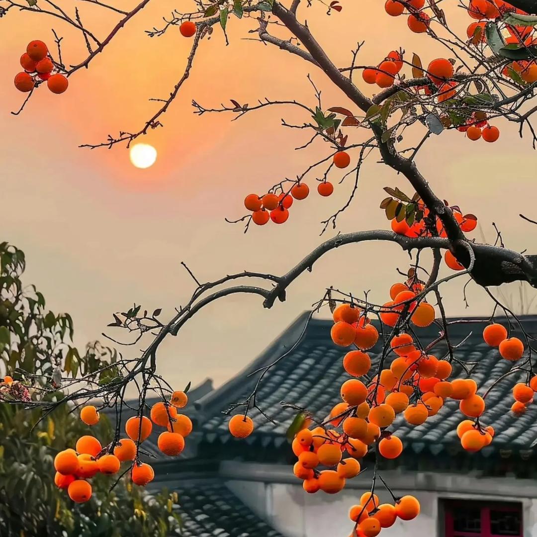 苏苏评局势