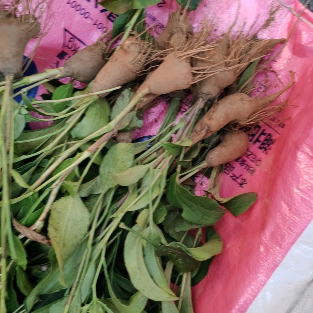 佳佳中药养生店