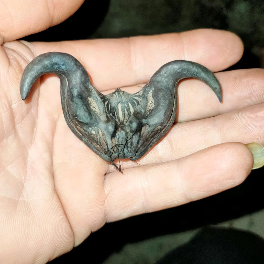 桂C   ᝰꫛꫀꪝ•⚘