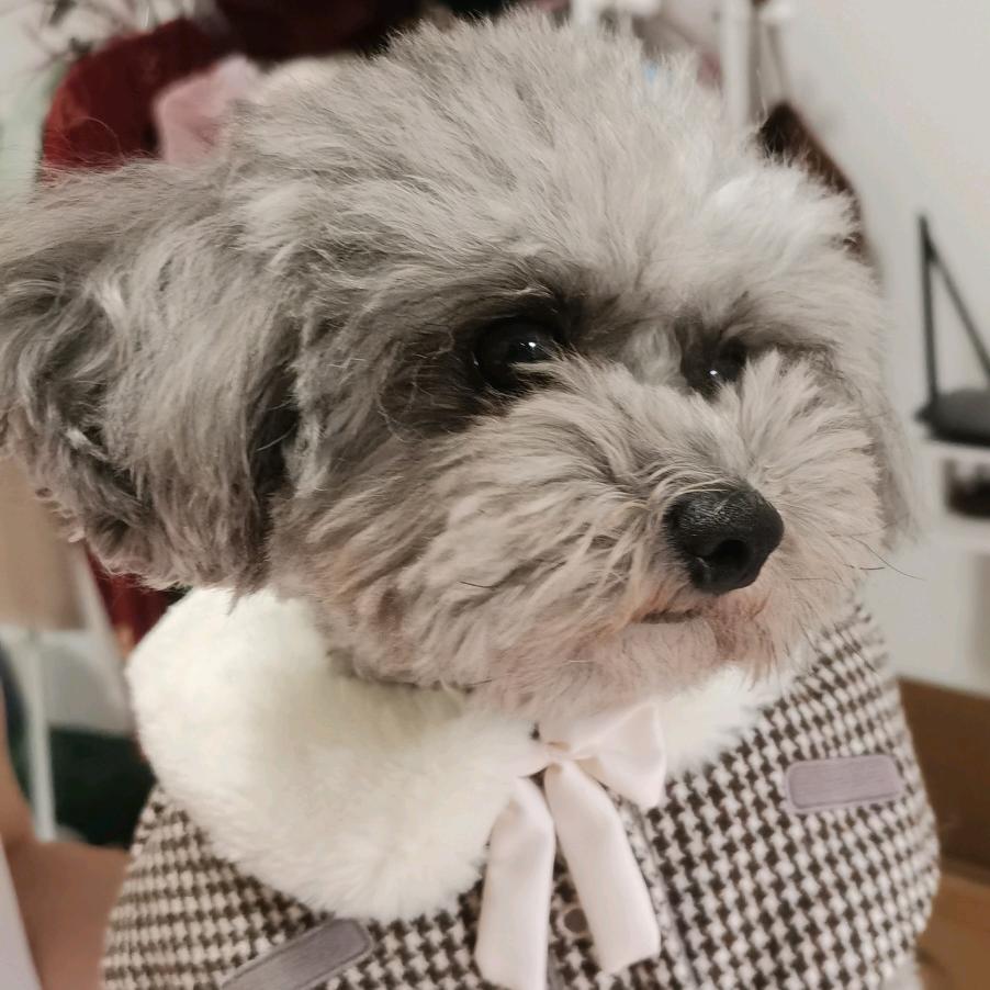 一只明明羊