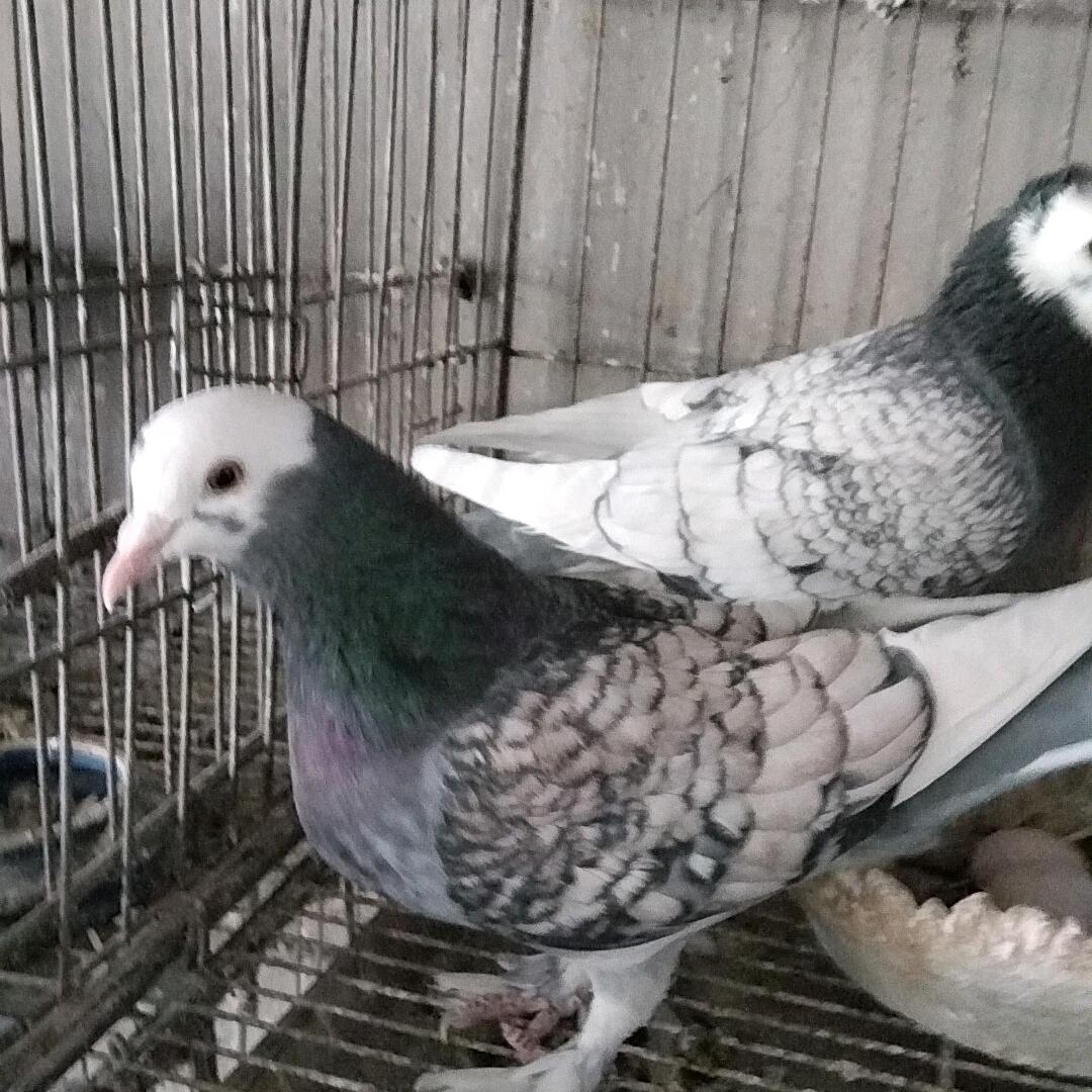 静卿平鹆舍