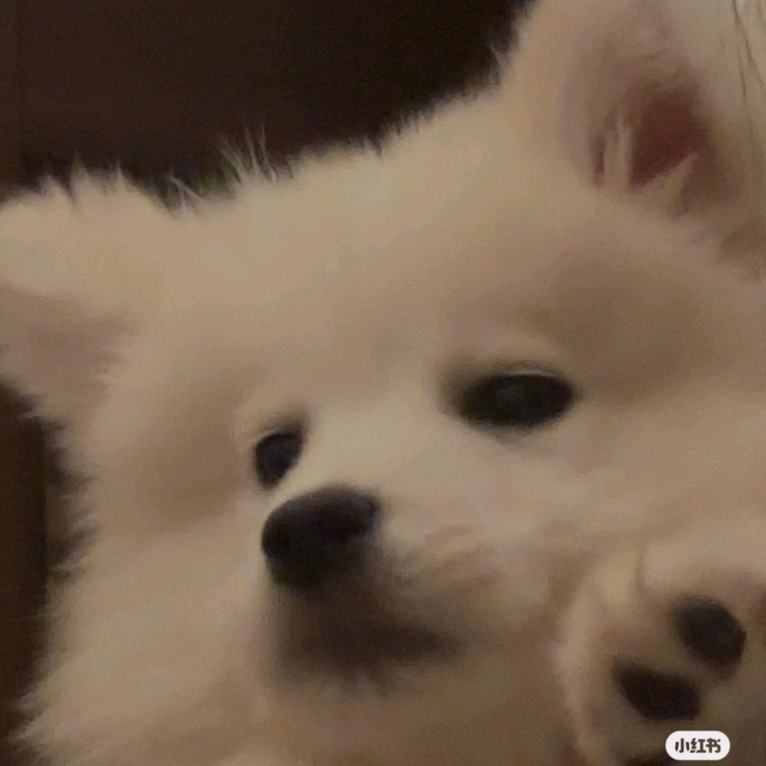 修勾也是小狗🐕