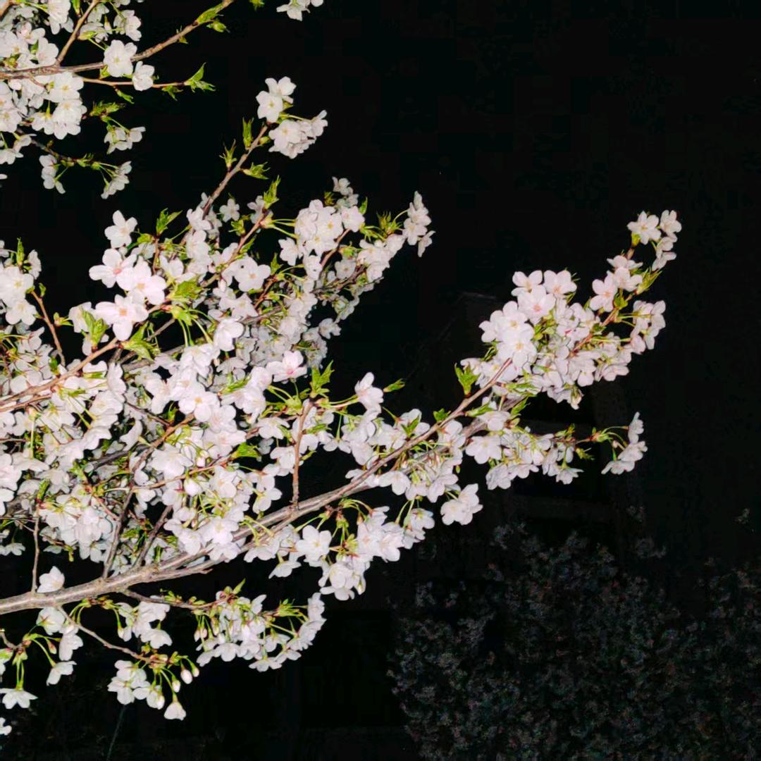 陈笑笑（请不要连赞）