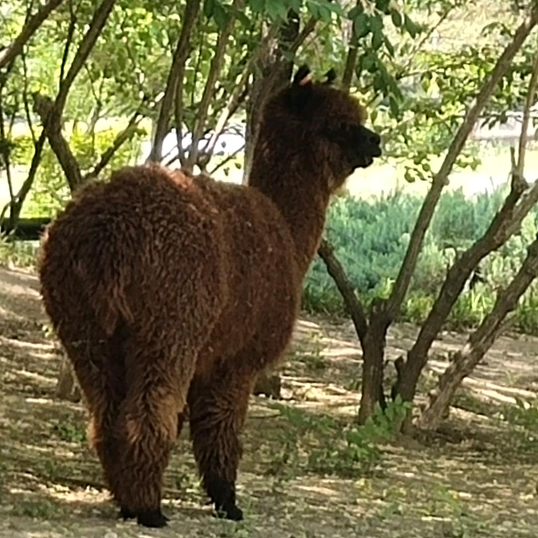 天山小河