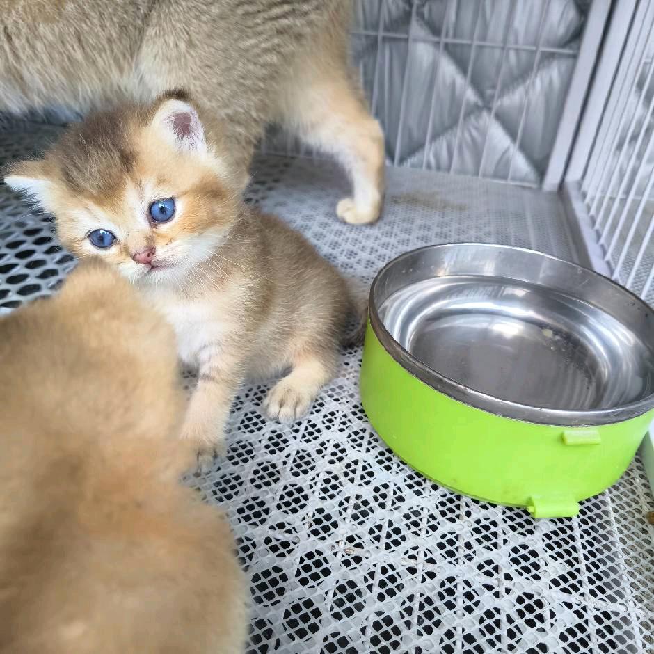 猫店