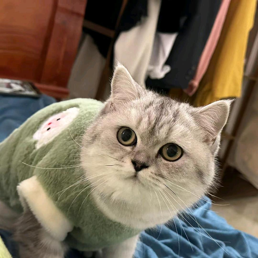张张是一只猫