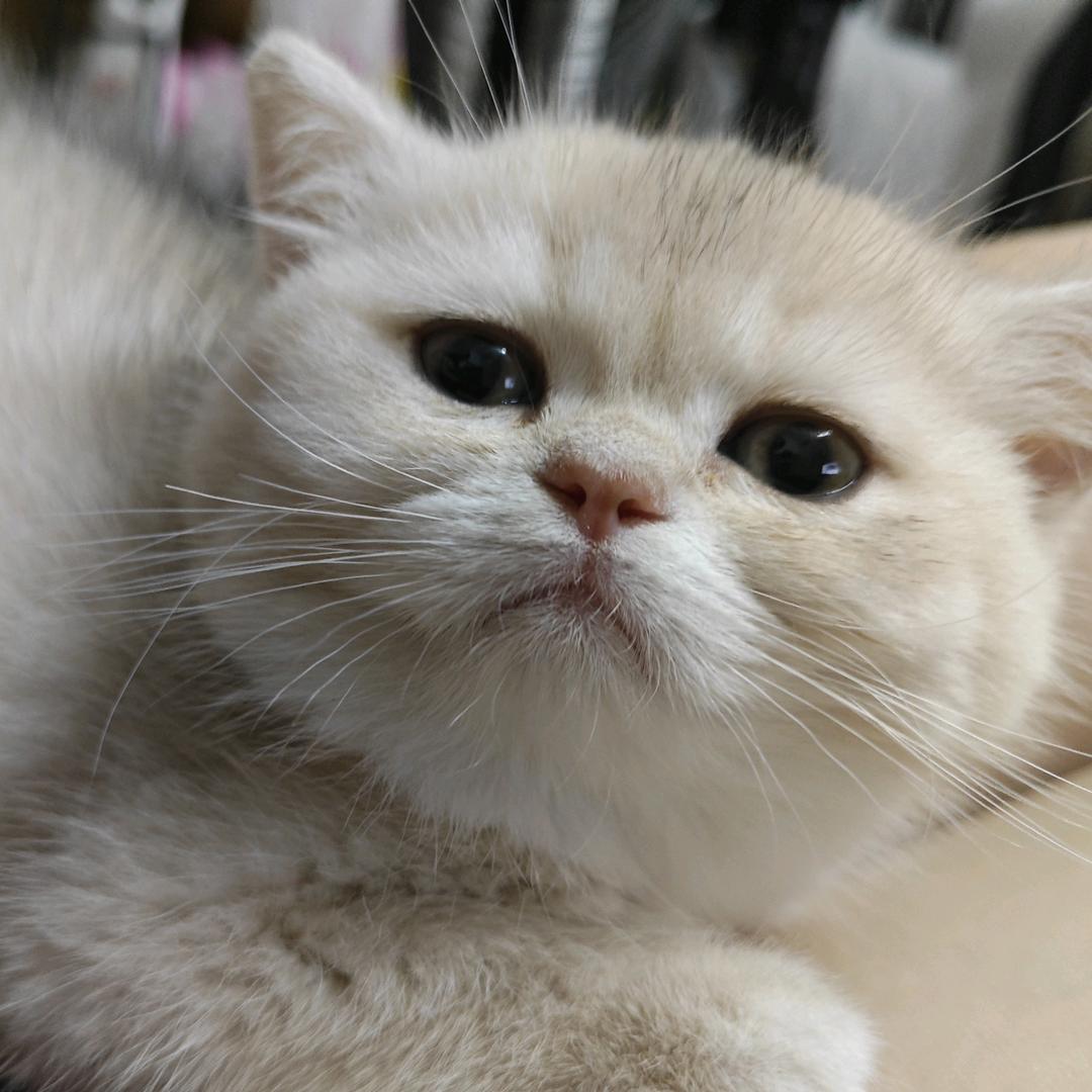 小柴吃甜甜圈