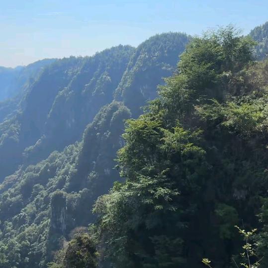 凡哥