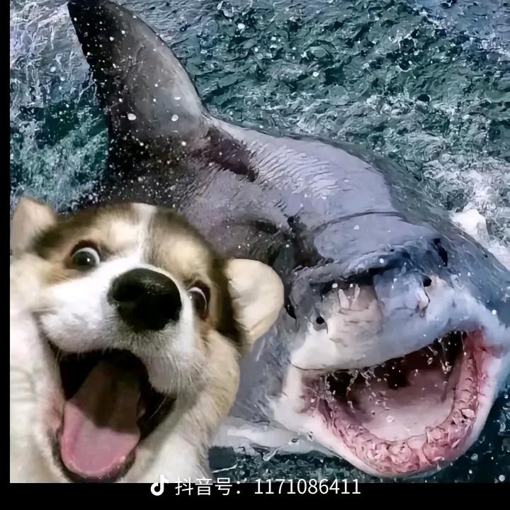 FFF西瓜甜不甜