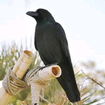 什么都会点儿的小甘