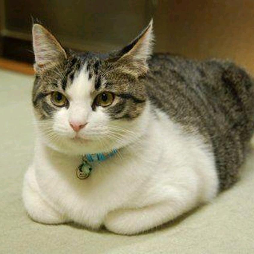喝醉的猫咪