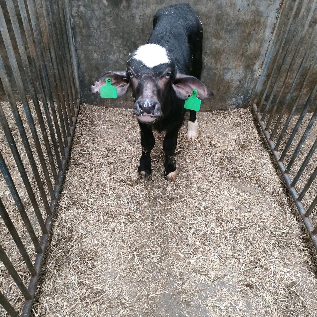 防城区牛品种改良员@吴三