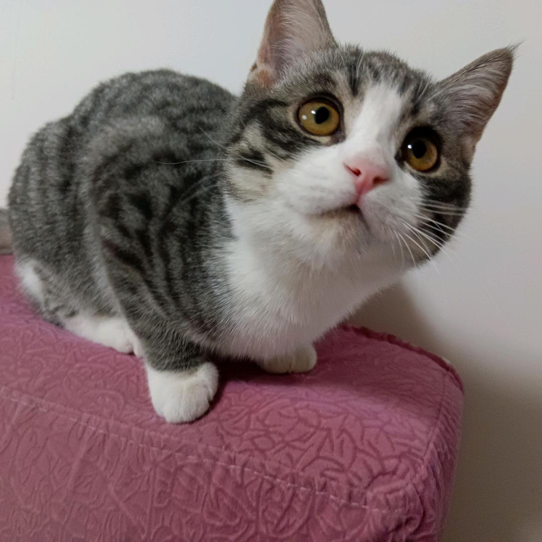 汤圆是只猫