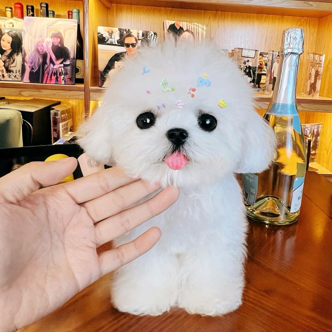 尊宠天下 韩系小体比熊 二十四年高端宠物