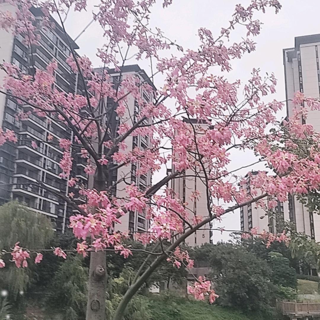 自发图强承建铁棚