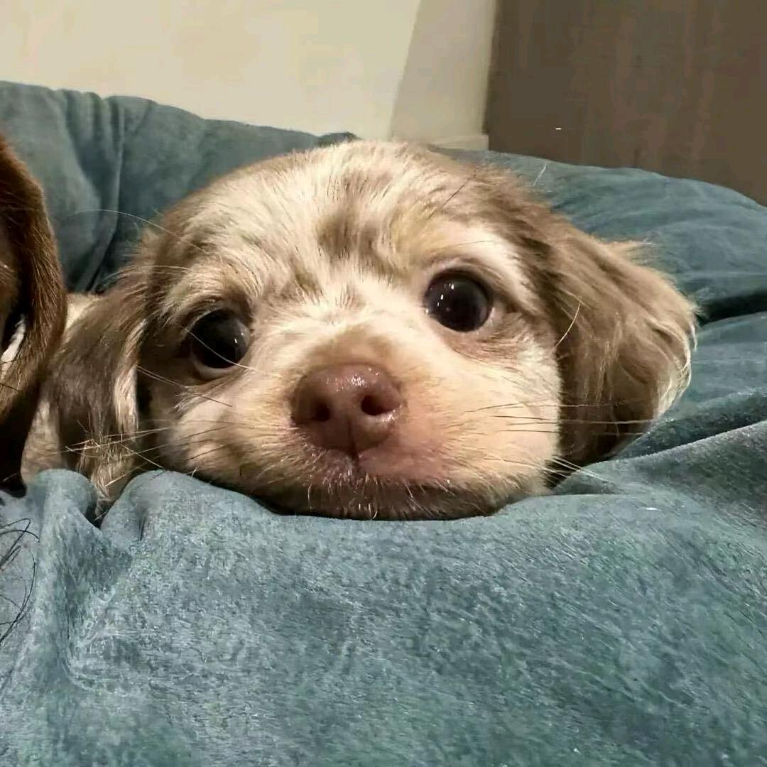 ˇ初见¿