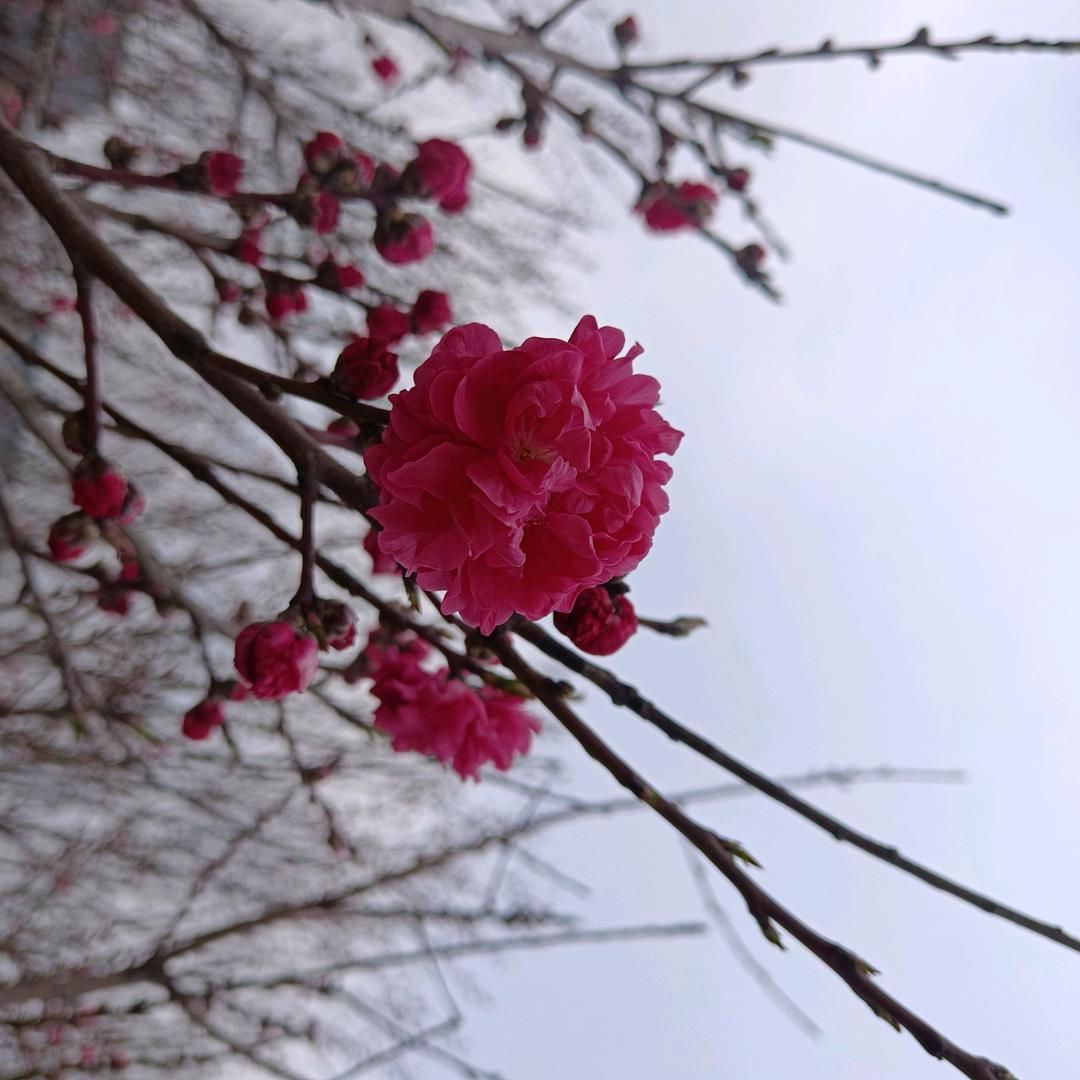 二子木炭全羊家常菜馆(多伦路店)