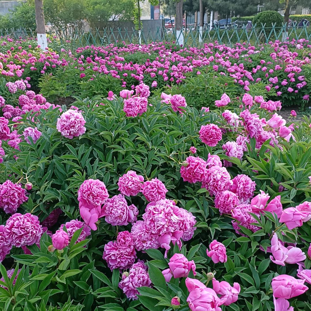 细雨轻丝