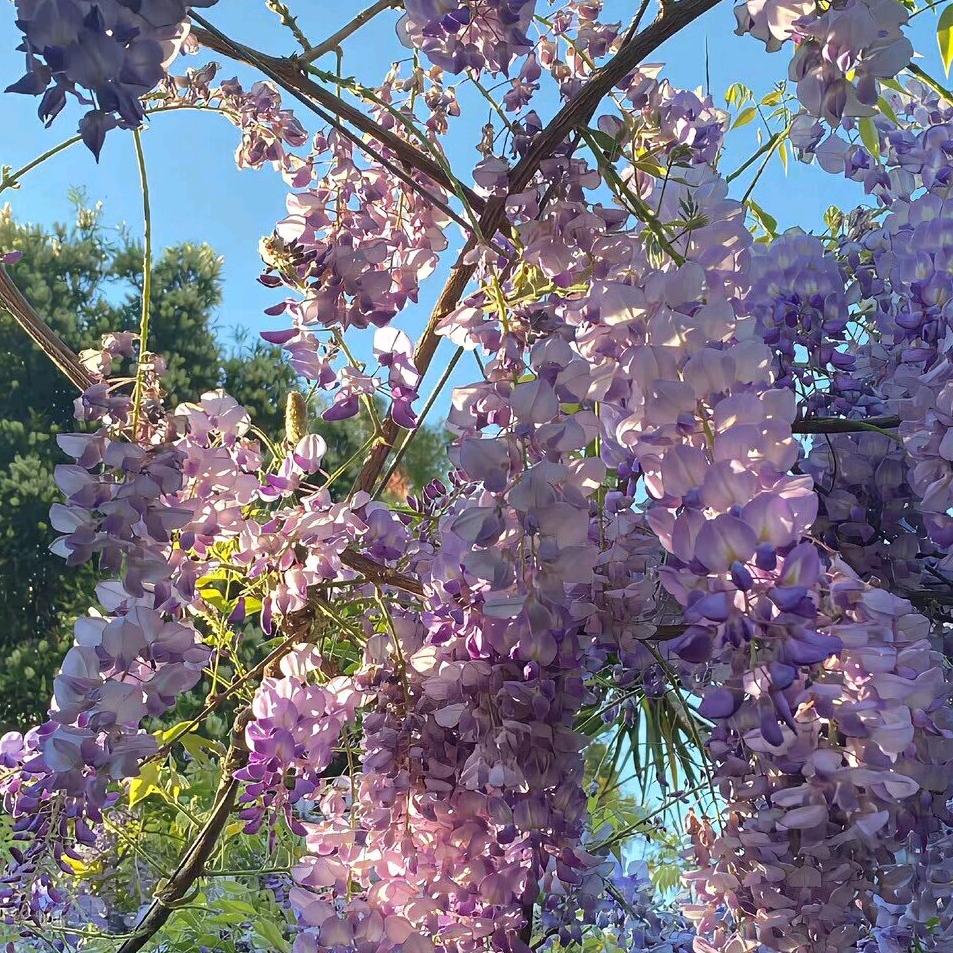 盛夏的幸运草🌿