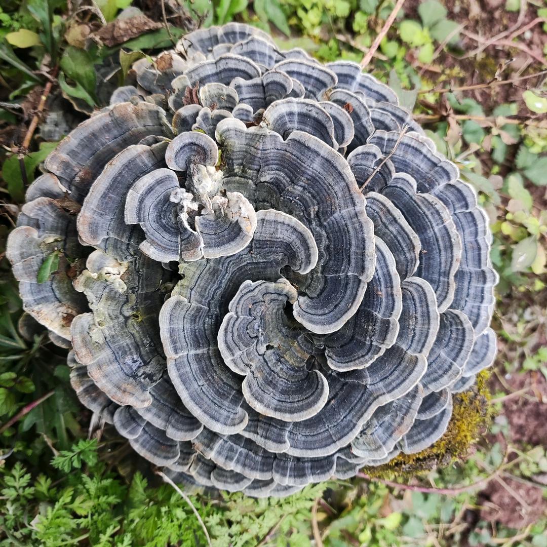 贫道(略懂略懂)