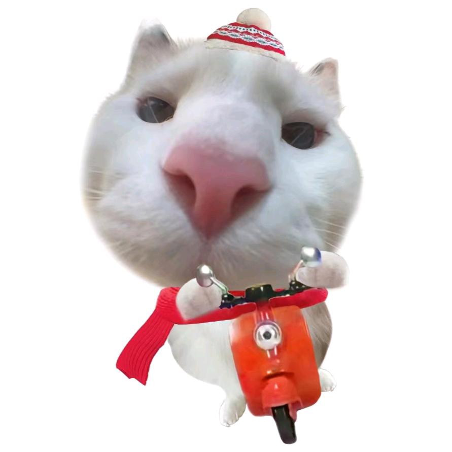 摆烂小鱼🐟