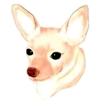 呗宠宠物生活馆