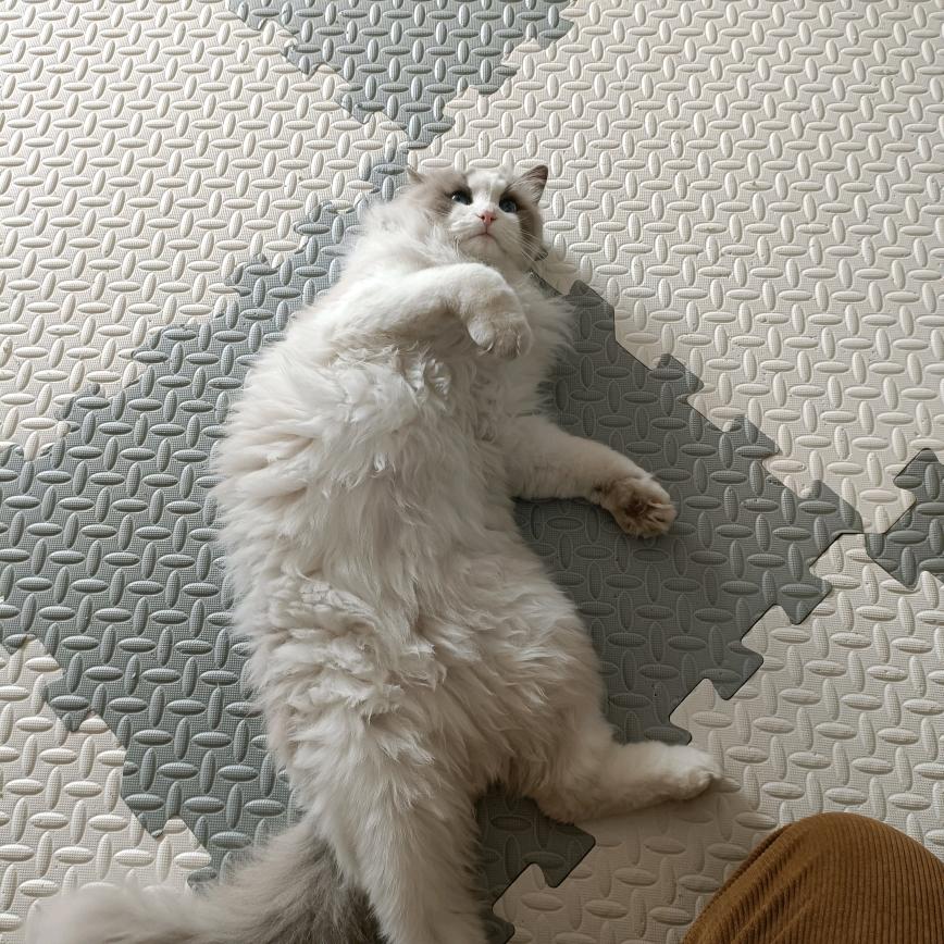 养猫王大也