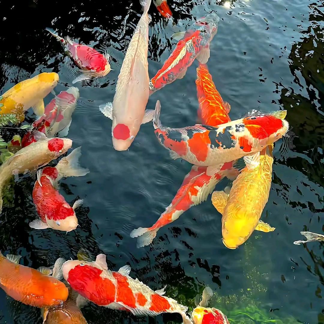 广东湛龙锦鲤观赏鱼