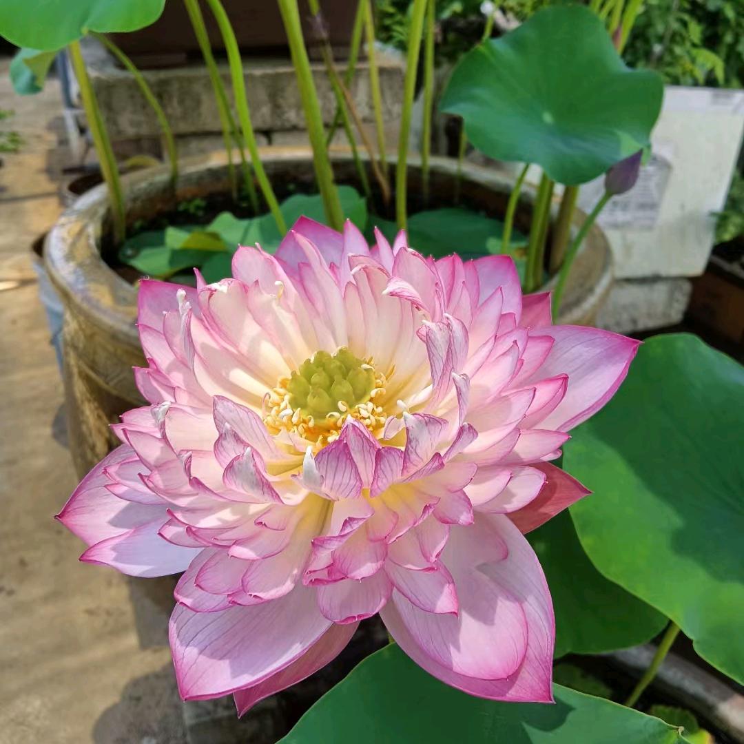 不忘初心🌹🍁