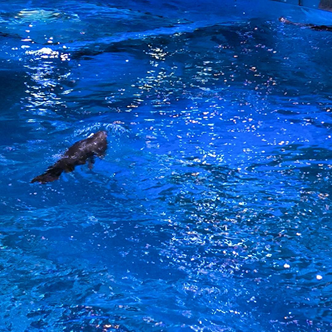 大彤(5元里脊肉饼)