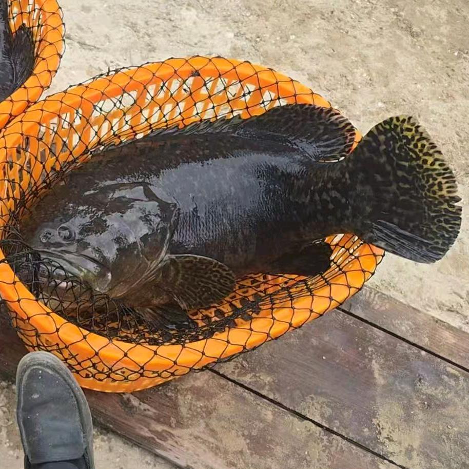 小太阳路亚海钓基地