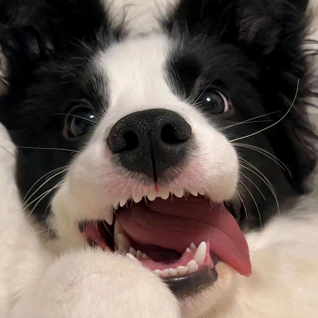 开朗小吱嗷
