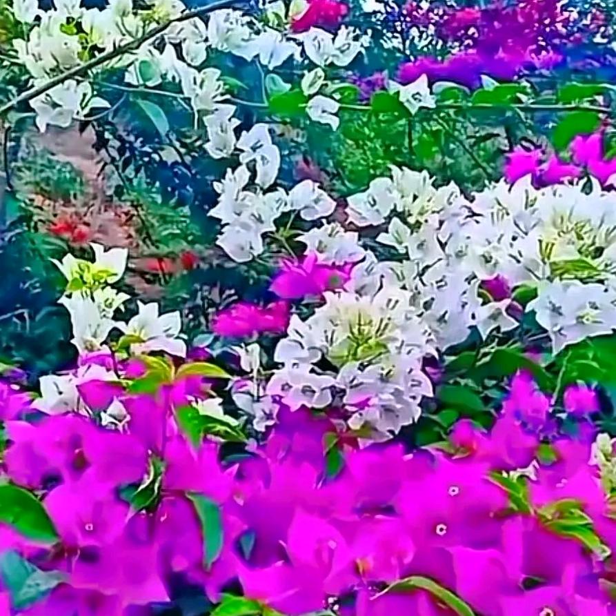 想哥