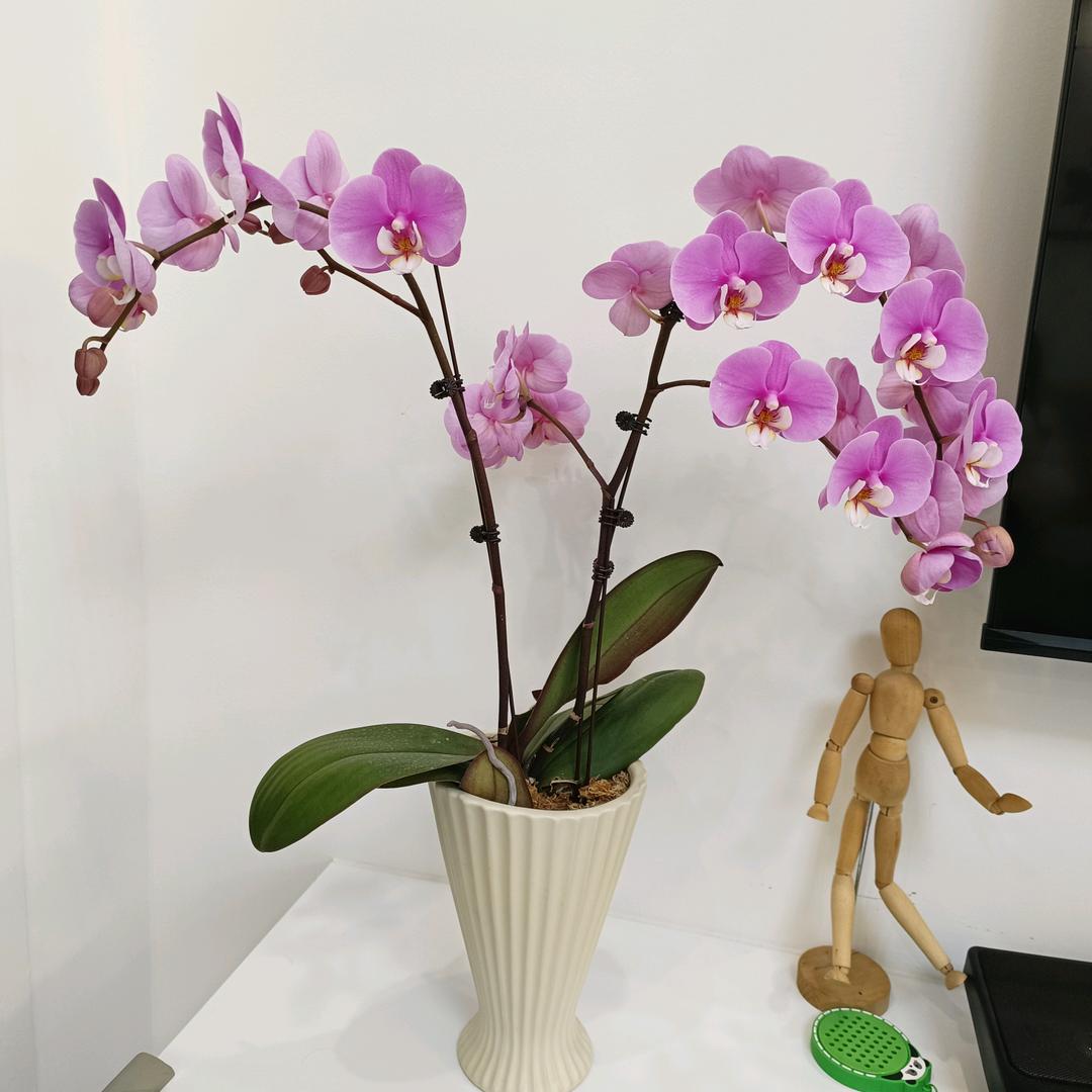 佛系花农