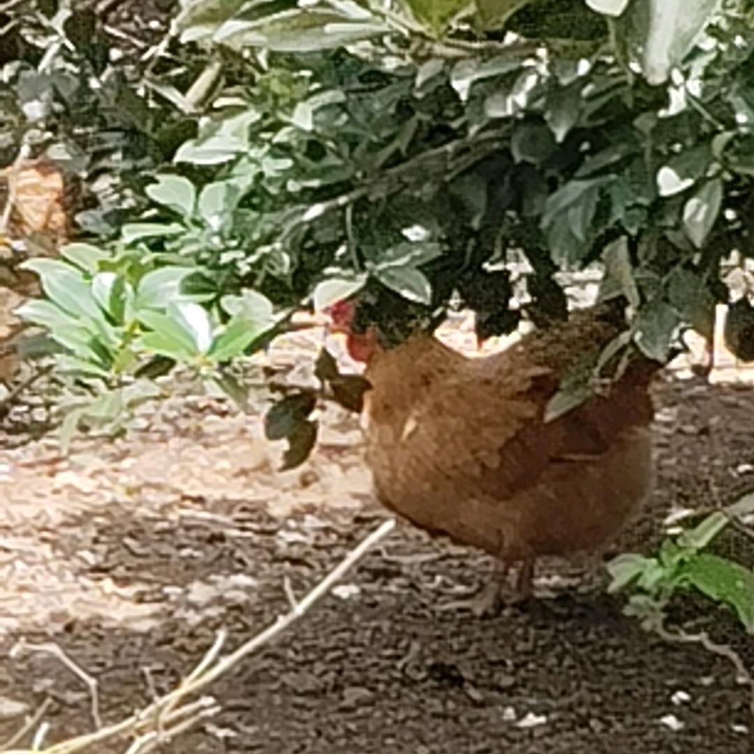 自由的🐔