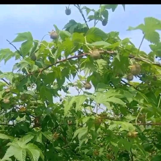 古茶场