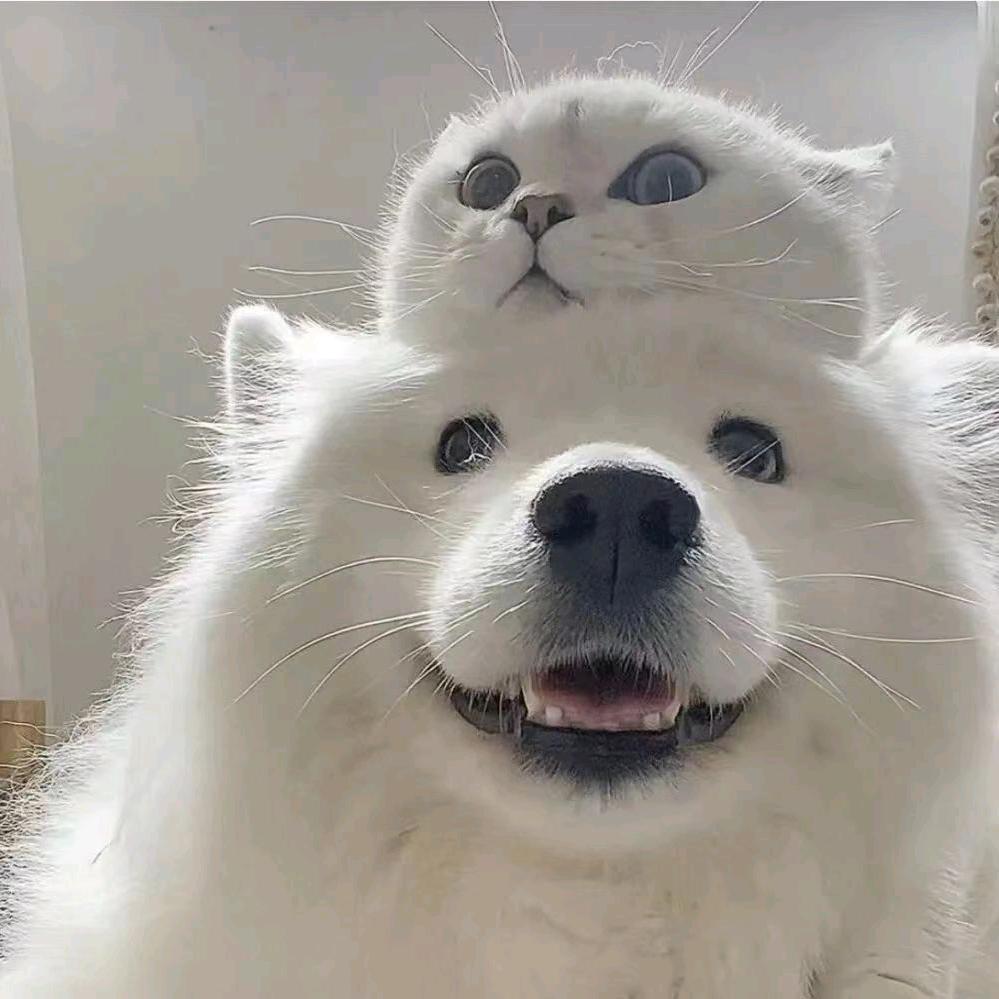 想要熊猫警察mini