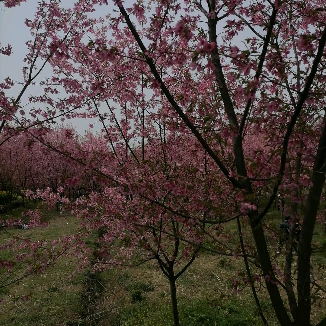 阿元
