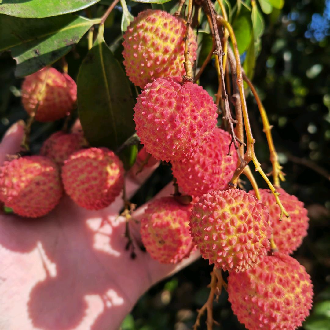 日用百货兼农产品