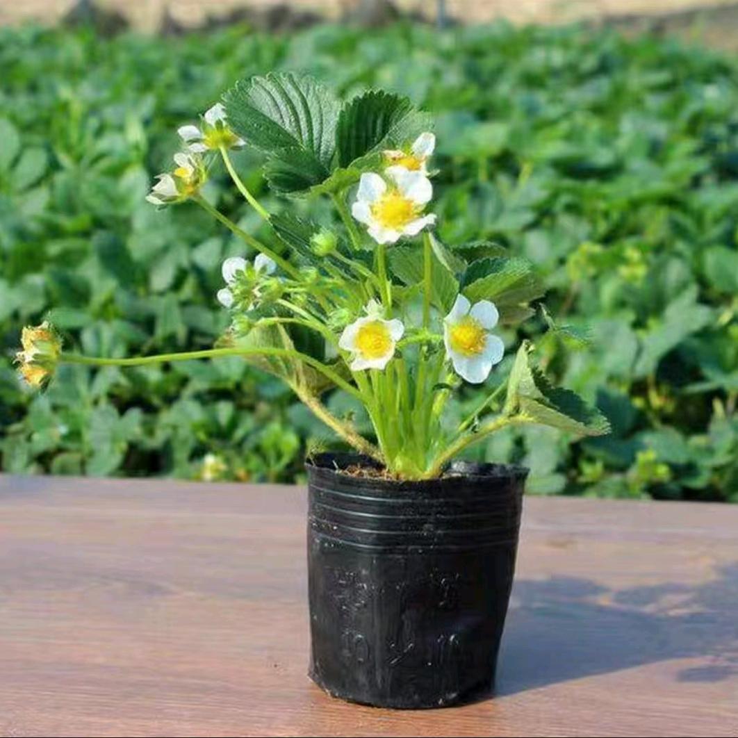 譶  聶  靐  惢  鑫  垚